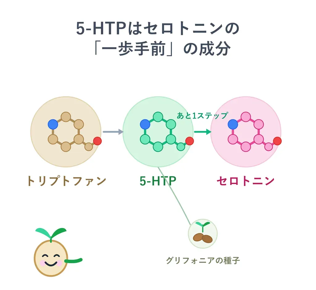 5-HTPが体の中でどんなはたらきに関わるかをやさしく示した図
