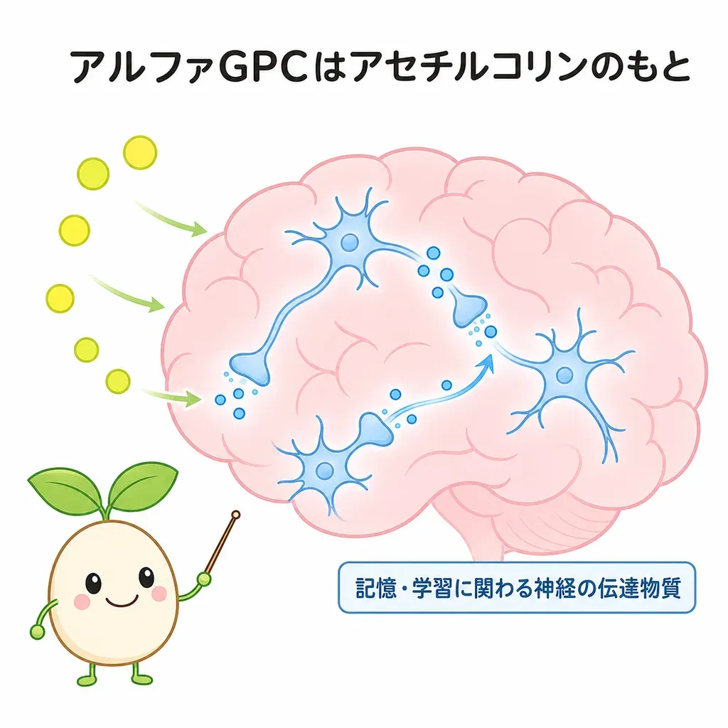 アルファGPCが体の中でどんなはたらきに関わるかをやさしく示した図