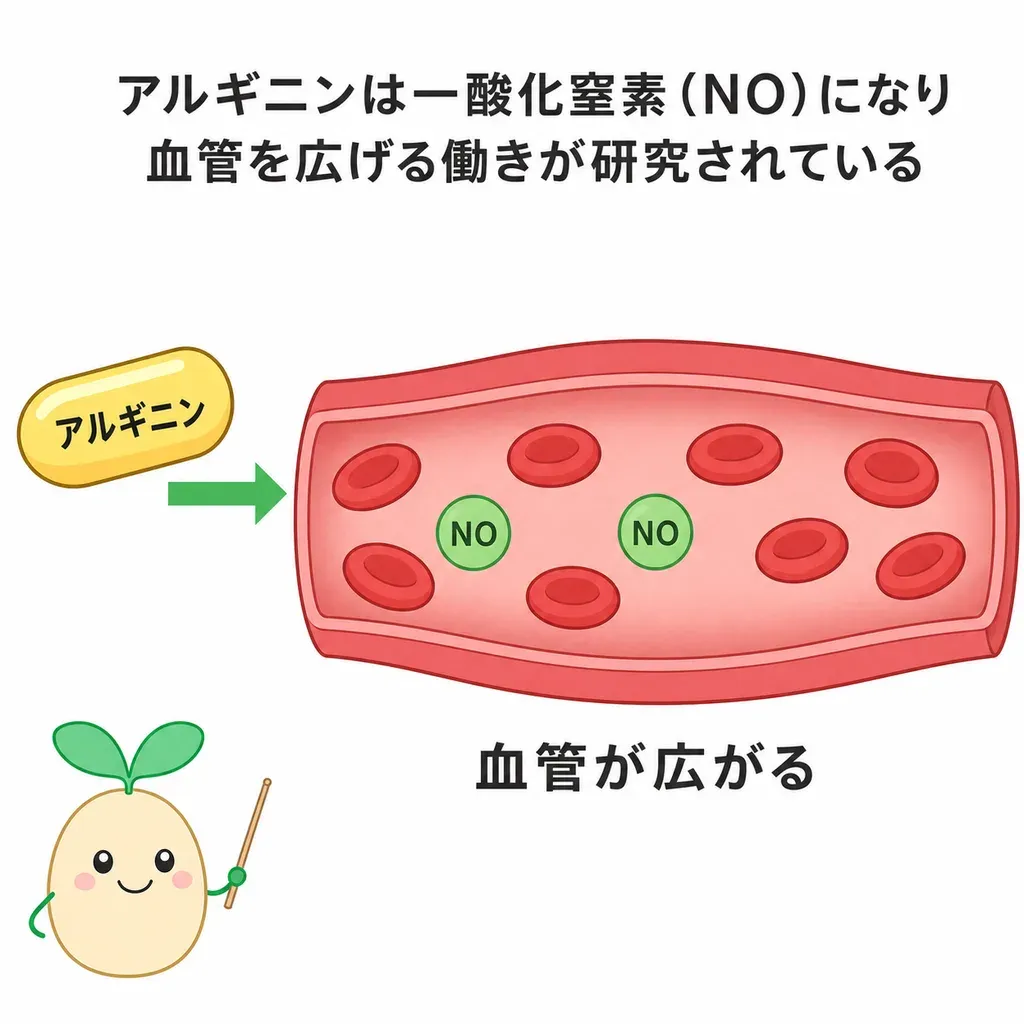 L-アルギニンが体内で一酸化窒素（NO）になり、血管をゆるめてひろげ、血流を後押しする働きが研究されているイメージ