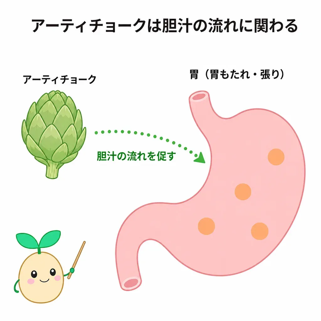 アーティチョークの葉のエキスが胆汁の流れを促して消化を助け、胃の不調(機能性ディスペプシア)や胃もたれ・お腹の張りが和らぐかが研究されていることを示すイメージ