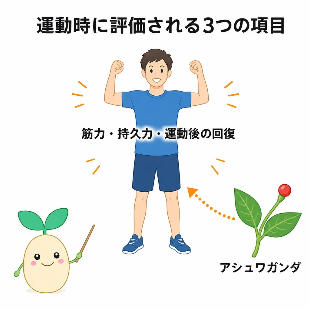 アシュワガンダがコンディションを整え、運動の活力・スタミナを支えるイメージ