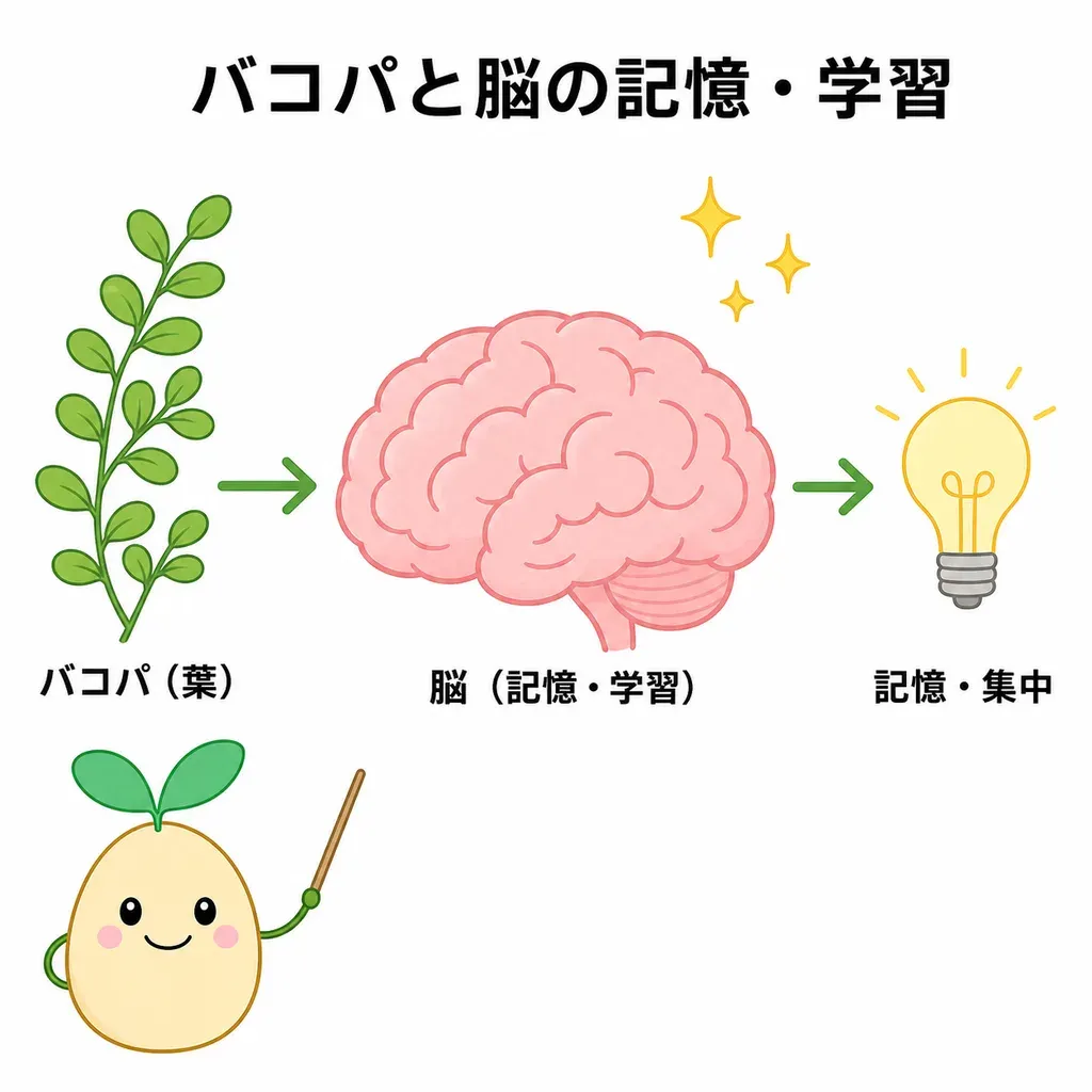 バコパが脳の神経の働きを支えることが研究され、記憶・集中との関係が調べられている(効果はゆっくり)イメージ