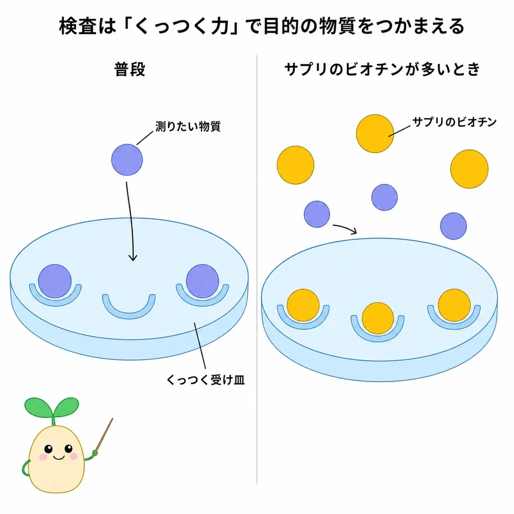 検査の「つかまえる仕掛け」に、サプリのビオチンが割り込みます。