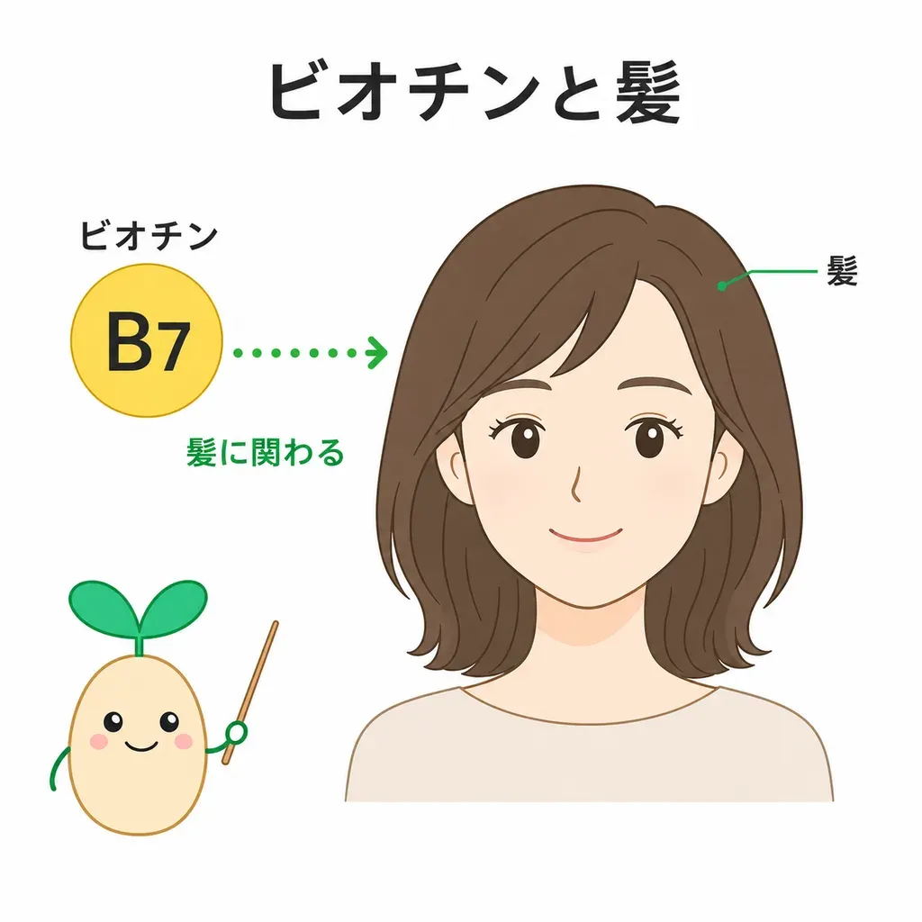 ビオチンは不足すると爪や髪に影響しうるが、不足していない人で爪が丈夫になる裏づけは限られ、血液検査の値を狂わせる注意があることを示すイメージ