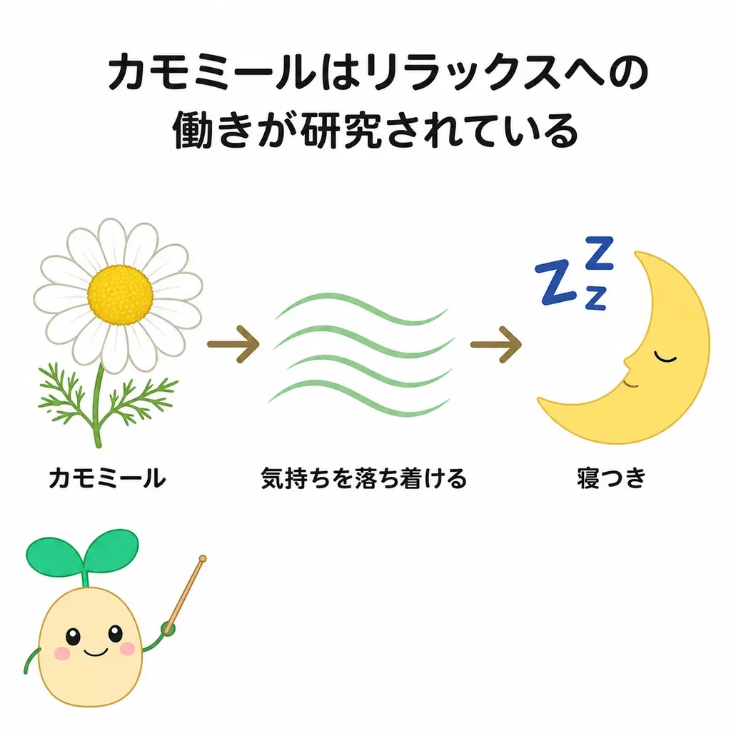 カモミールが気持ちを落ち着けるリラックスの働きで研究され、寝つき・眠りの質との関係が調べられている(効果は穏やか)イメージ