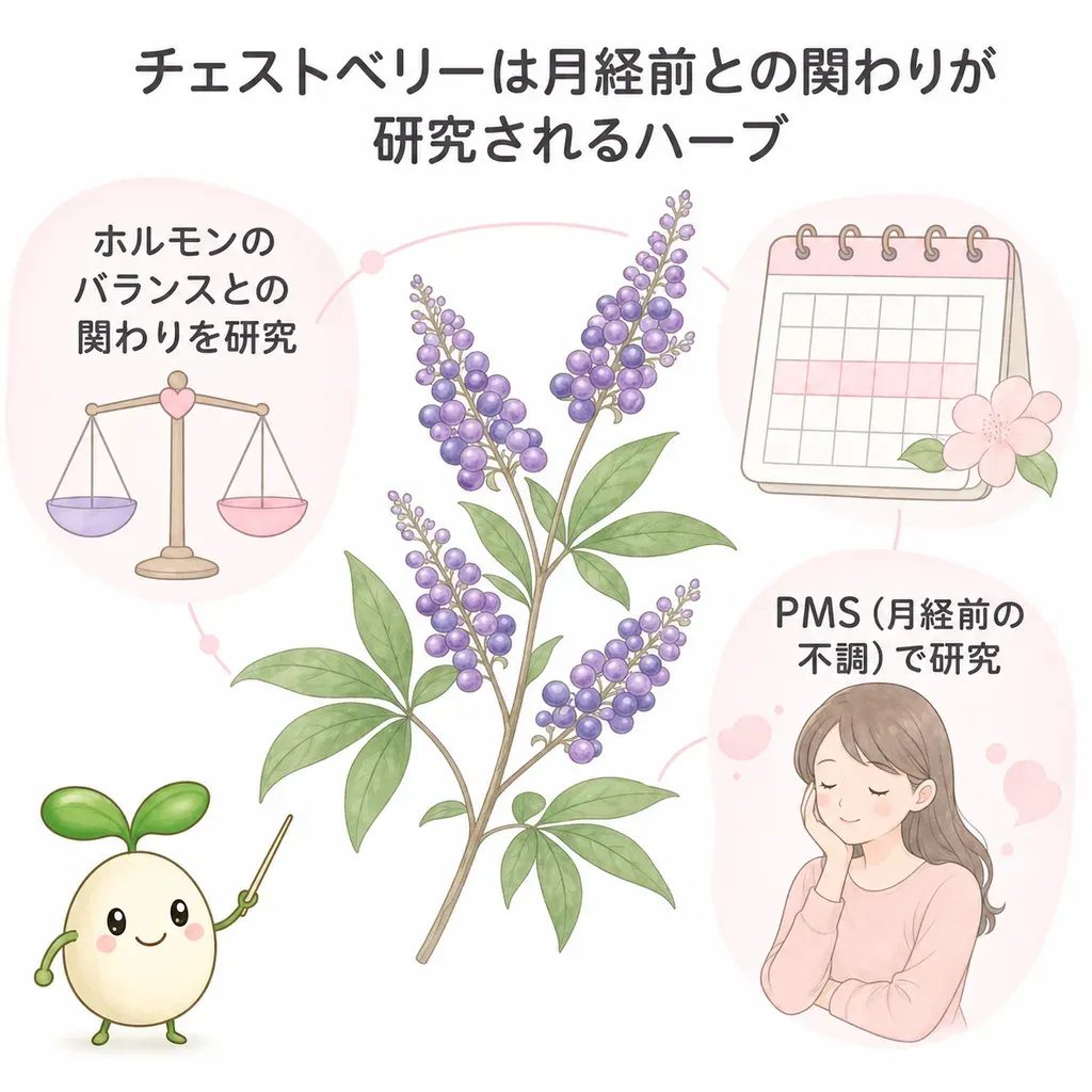 チェストベリーが体の中でどんなはたらきに関わるかをやさしく示した図