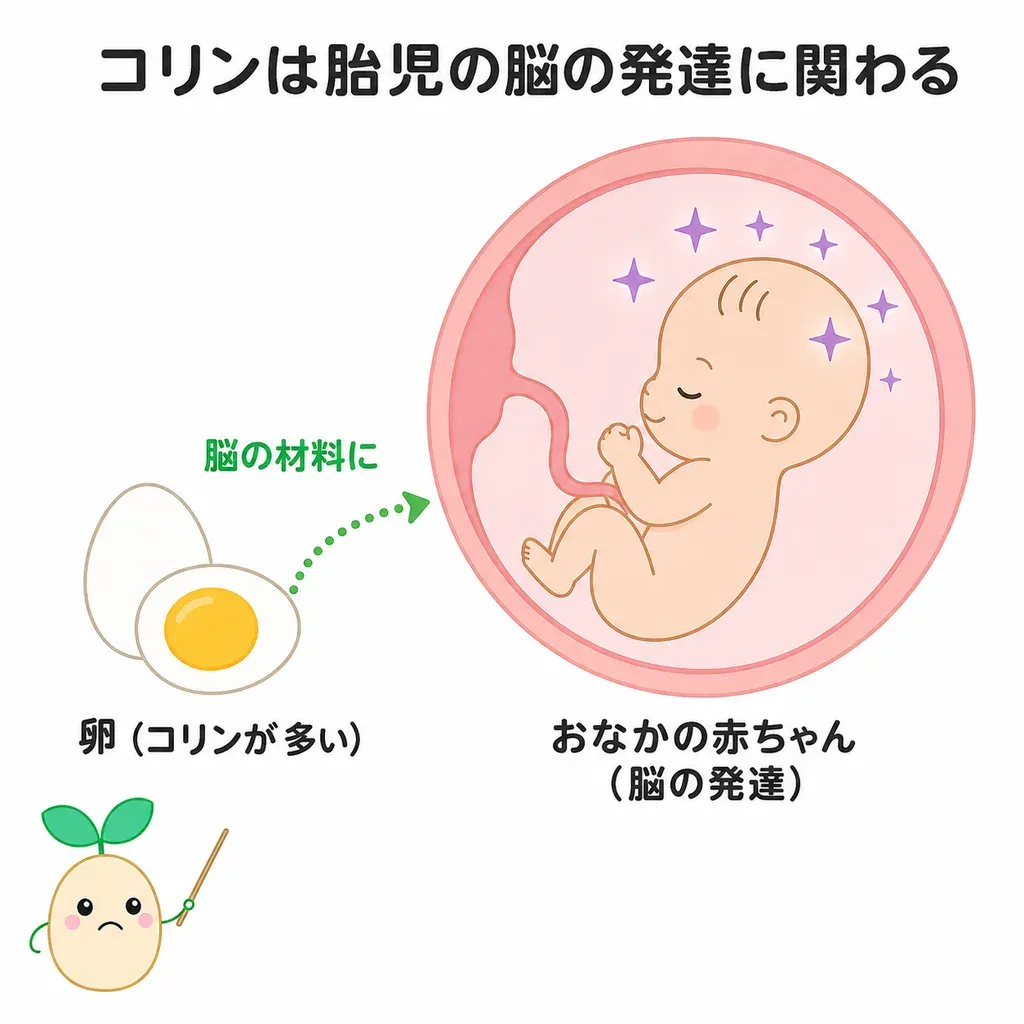 コリンが胎児の脳の発達を支える必須栄養素として、妊娠中に十分にとることの大切さが研究されていることを示すイメージ