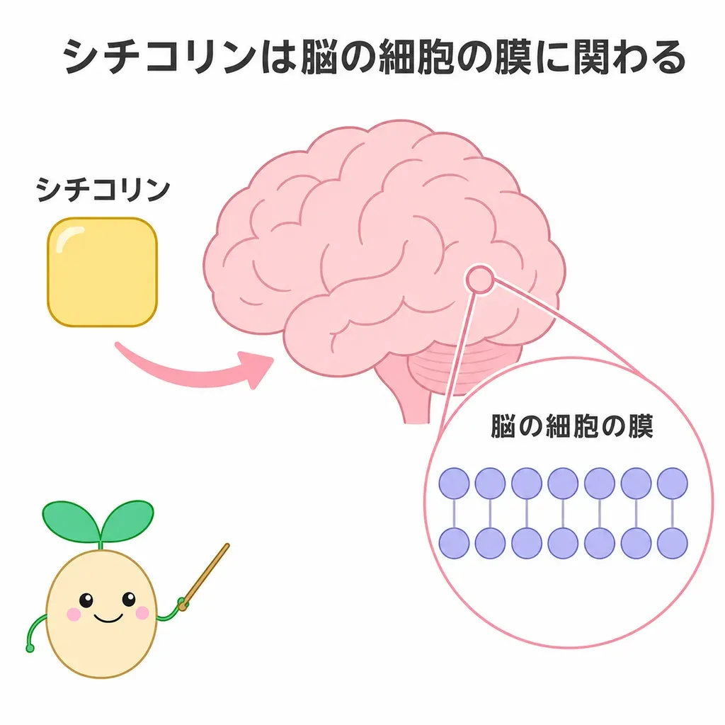 シチコリンが脳の細胞の膜やアセチルコリン(記憶の信号)に関わり、脳卒中後の回復や認知機能で研究される一方、健康な人では裏づけが限定的なことを示すイメージ