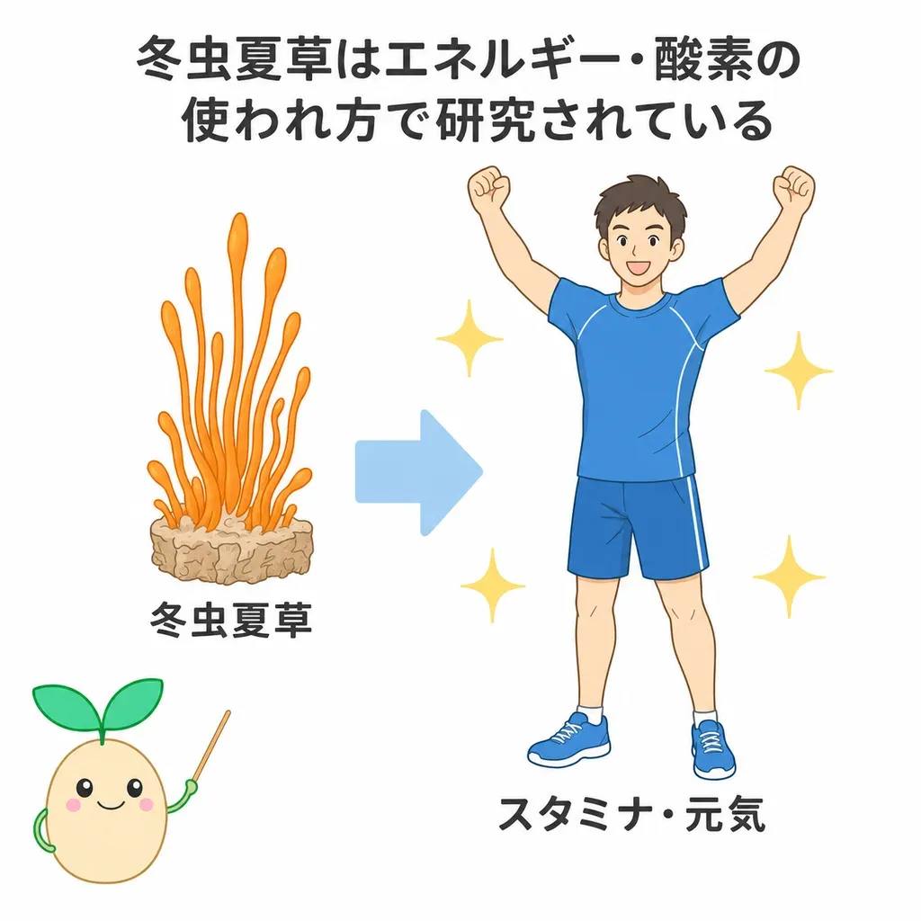 冬虫夏草（コルジセプス）が体のエネルギーづくりや酸素の使われ方に関わると研究される一方、スタミナ・持久力への効果は良い報告と差が出なかった報告の両方があり、評価が分かれることを示すイメージ