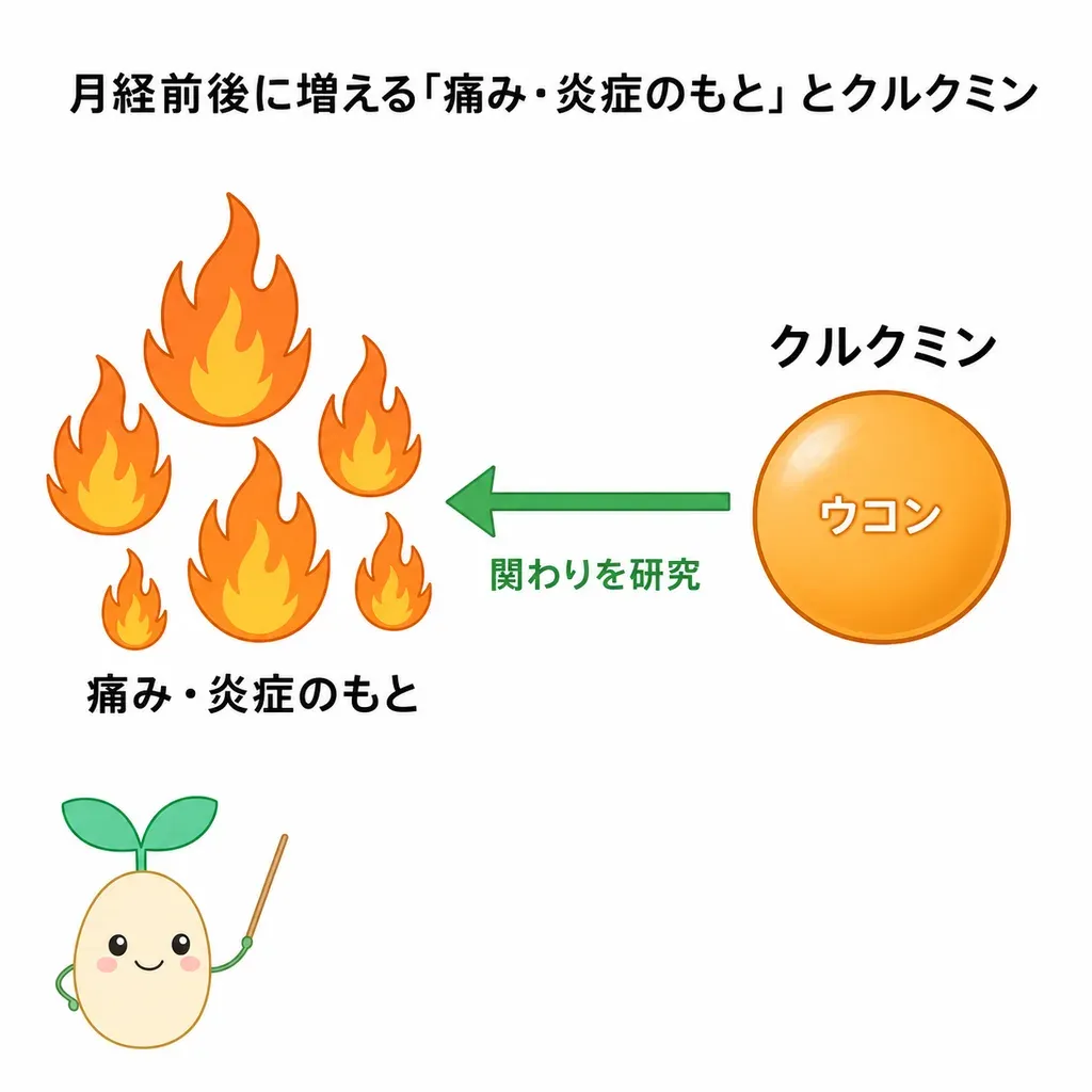 クルクミンが、月経前後に増えやすい炎症・痛みのもとにそっと働きかけるイメージ