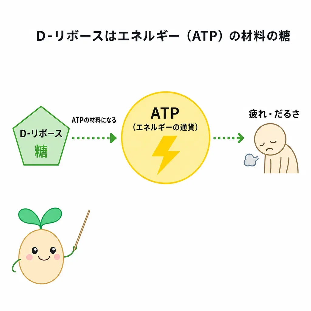 D-リボースがエネルギー(ATP)の材料の一部になることから疲労の回復で研究される一方、ヒトでの裏づけは限られていることを示すイメージ
