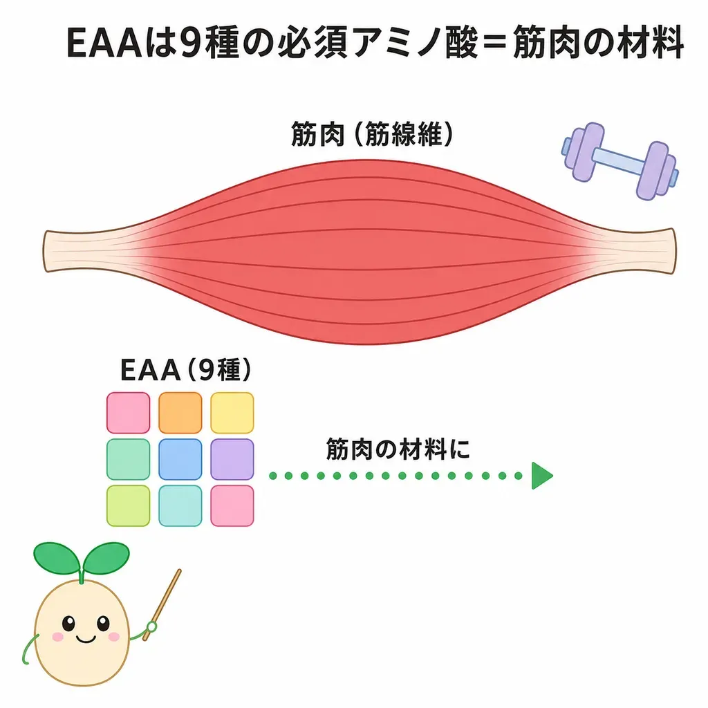 必須アミノ酸(EAA)が筋肉のたんぱく質の材料になり、運動のあとに筋たんぱくを作るスイッチを入れて、筋トレと合わせて筋肉づくりを後押しすることが研究されていることを示すイメージ