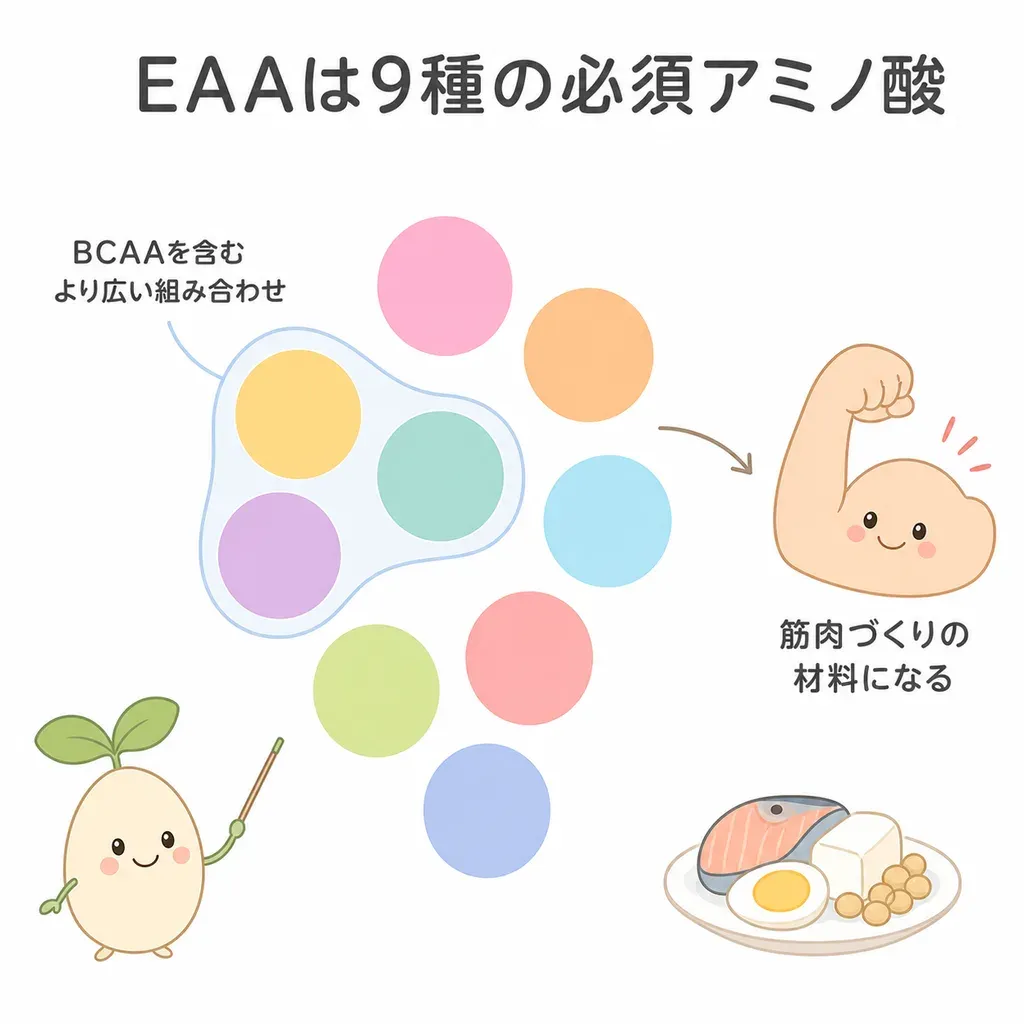 EAA（必須アミノ酸）が体の中でどんなはたらきに関わるかをやさしく示した図