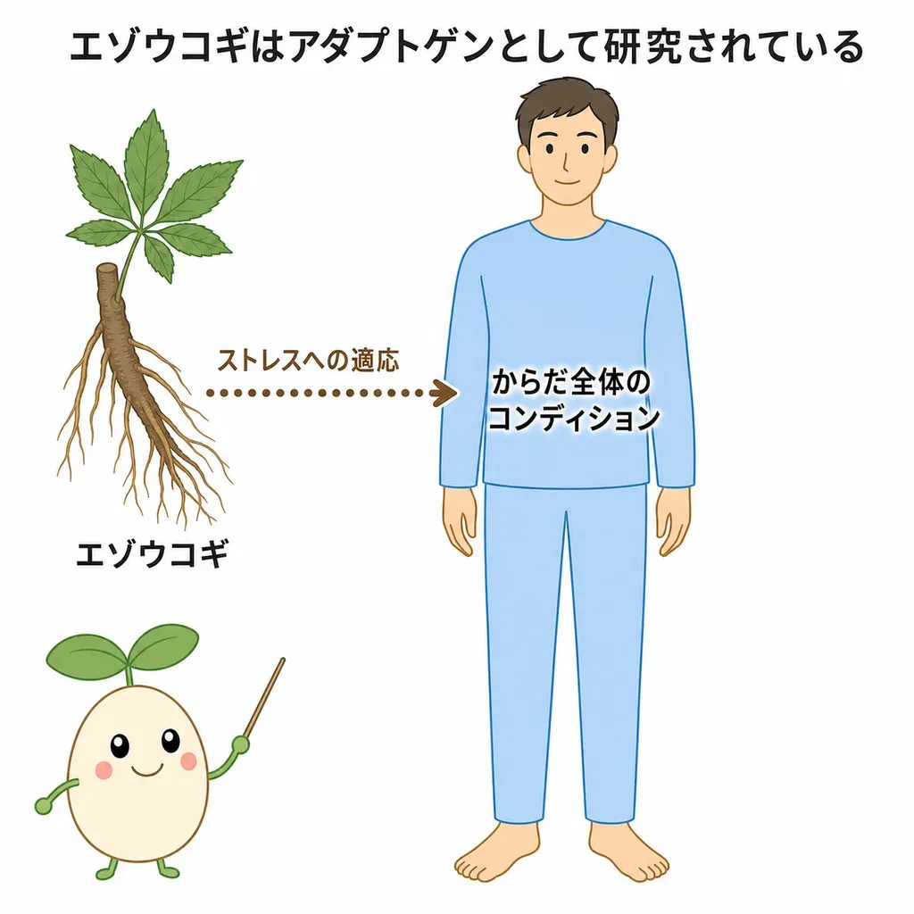 エゾウコギがアダプトゲンとしてストレスへの適応に関わると研究される一方、ヒトでの疲れ・スタミナへの裏づけは一定せず限られていることを示すイメージ