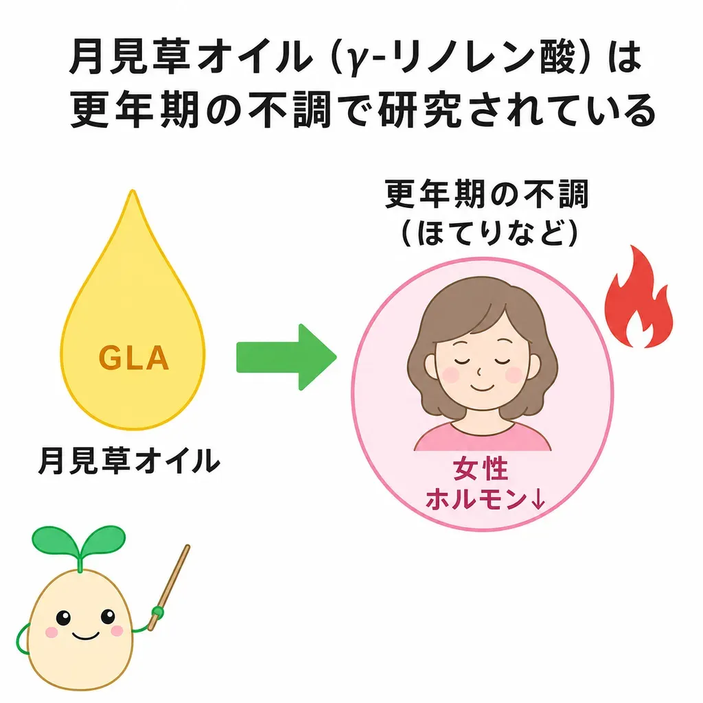 月見草オイル(γ-リノレン酸)が更年期の不調との関係で研究される一方、効果は賛否が分かれることを示すイメージ