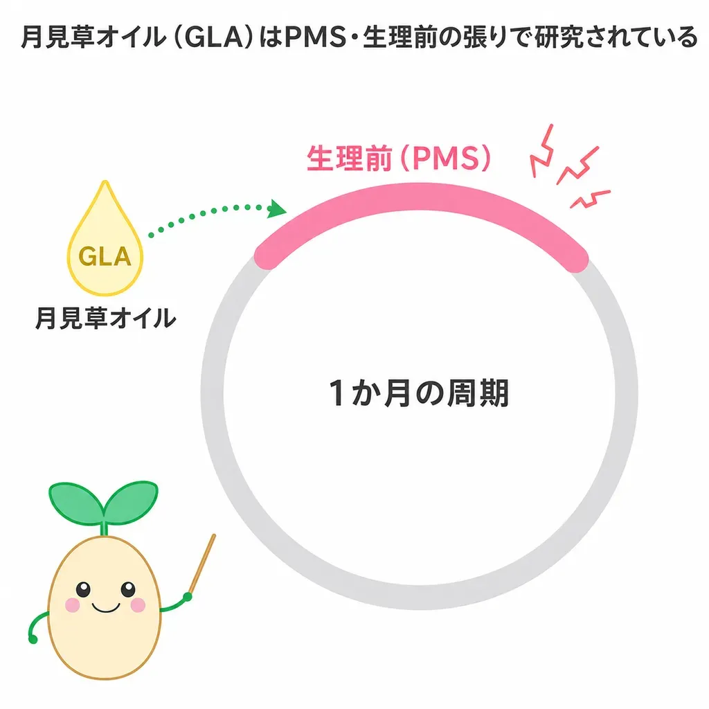 月見草オイル(γ-リノレン酸)がPMSや生理前の乳房の張りとの関係で研究される一方、効果は賛否が分かれることを示すイメージ