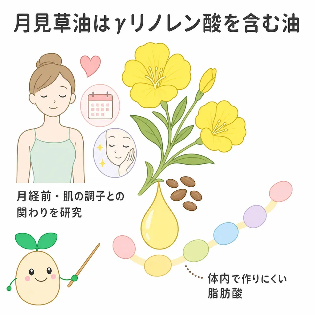 月見草オイルが体の中でどんなはたらきに関わるかをやさしく示した図