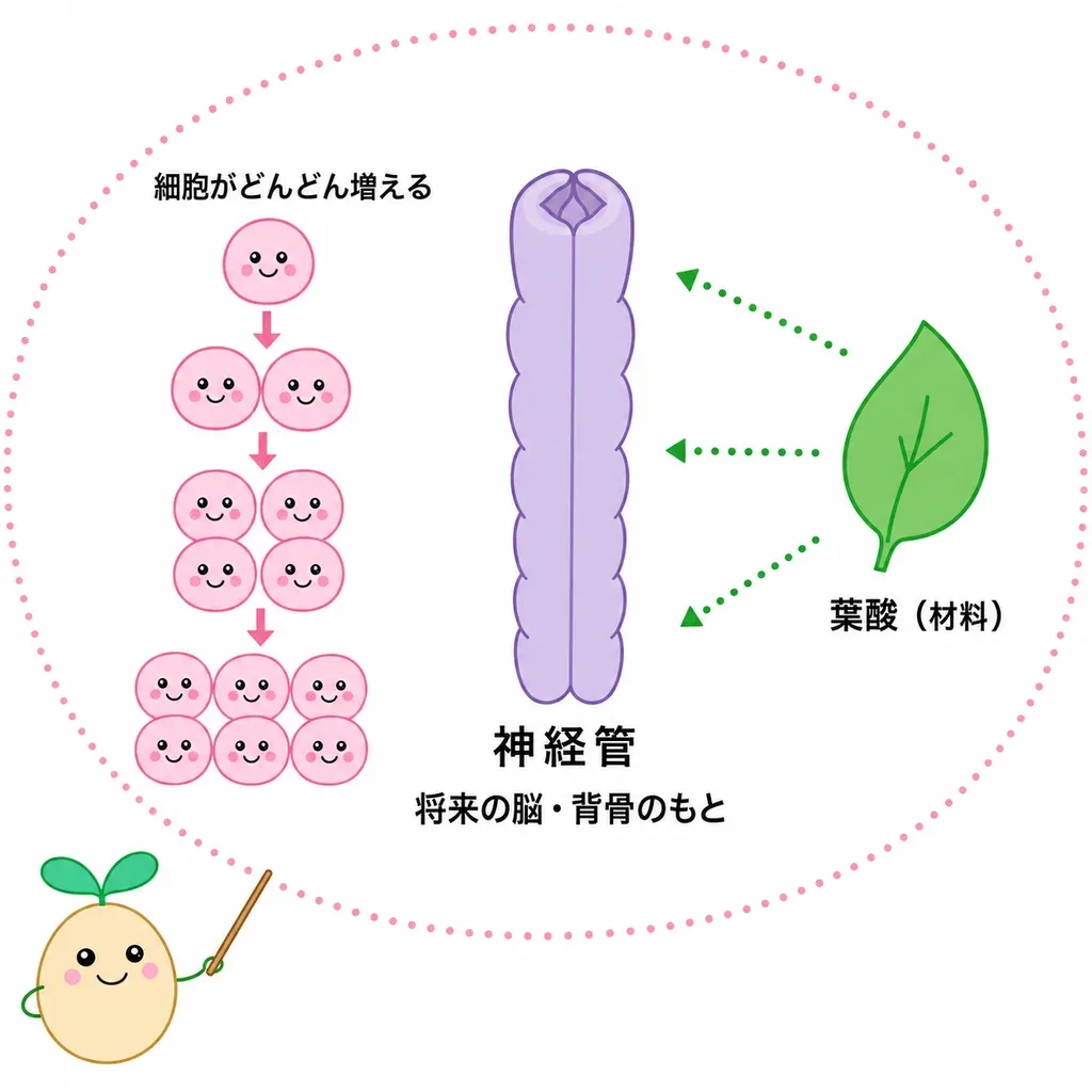 妊娠ごく初期に、葉酸が細胞づくり(DNA合成)を支える材料として働くイメージ