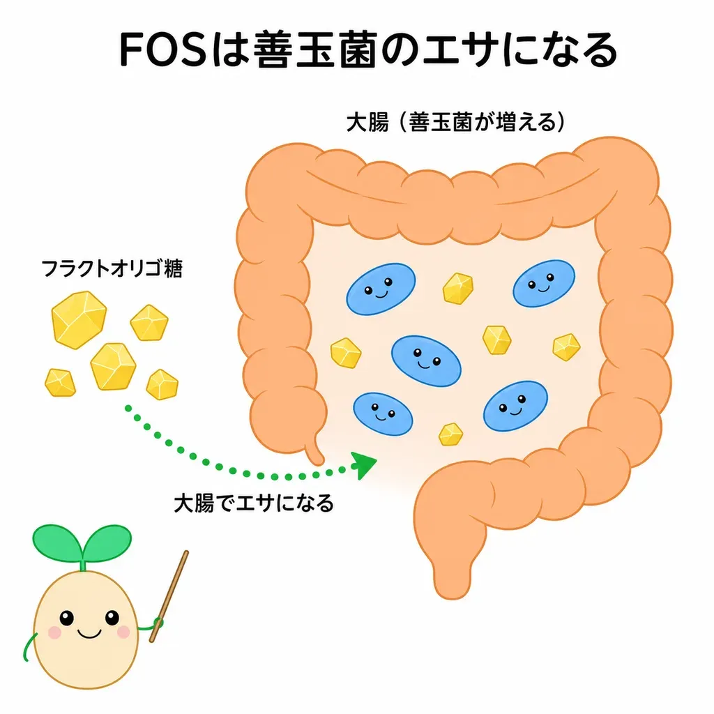 フラクトオリゴ糖（FOS）が大腸まで届いて善玉菌（ビフィズス菌）のエサになり、善玉菌が増えて腸内環境が整うことが研究されることを示すイメージ