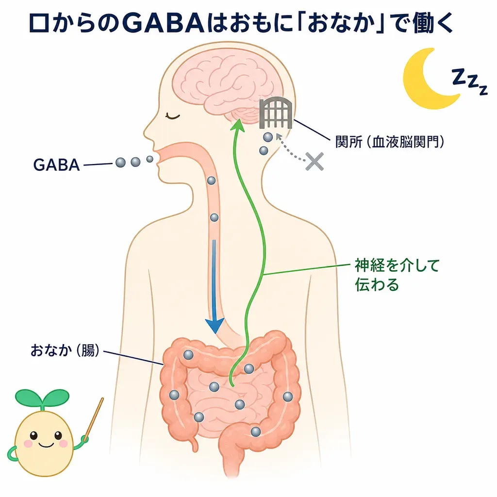 口からとったGABAはおもに腸で働き、神経を介して伝わって寝つきを助けると考えられているイメージ(脳の関所=血液脳関門は直接通りにくい)