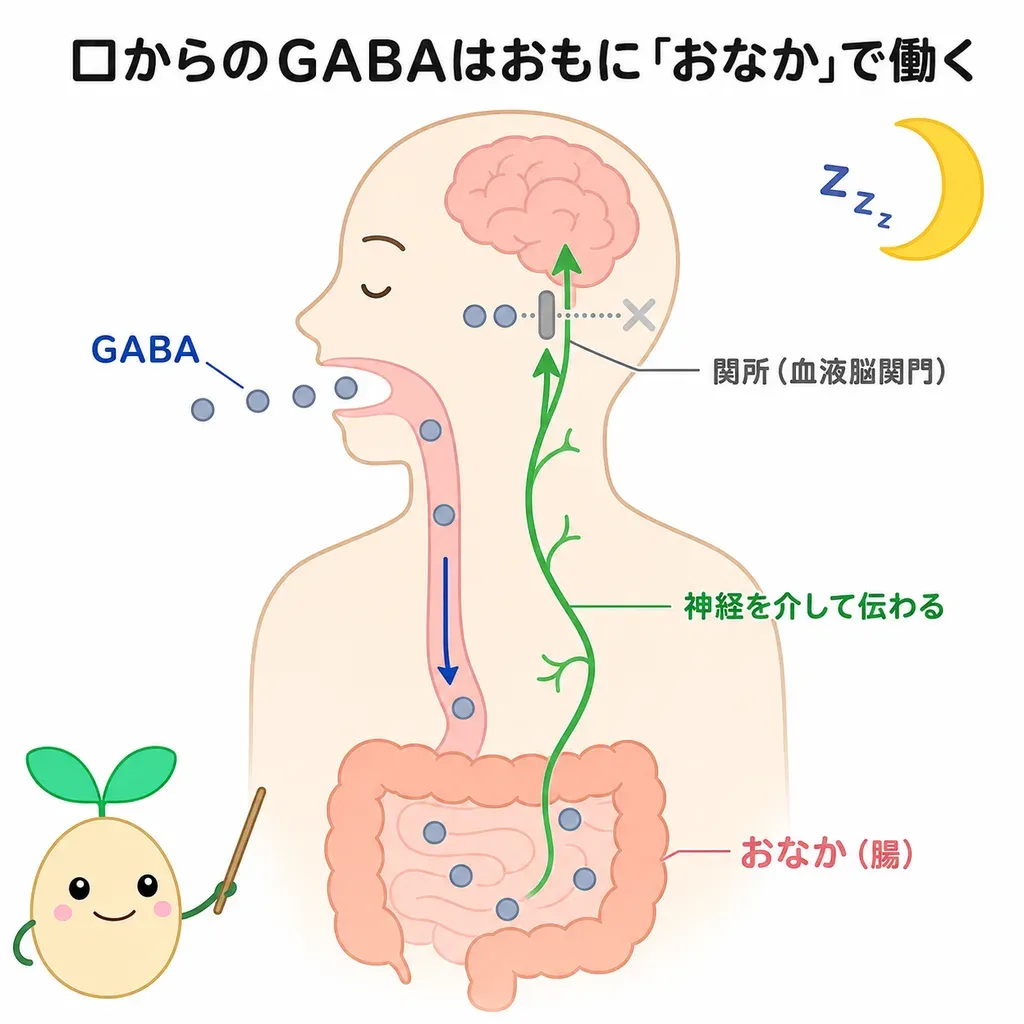 口からとったGABAはおもに腸で働き、神経を介して伝わって緊張を和らげると考えられているイメージ(脳の関所=血液脳関門は直接通りにくい)
