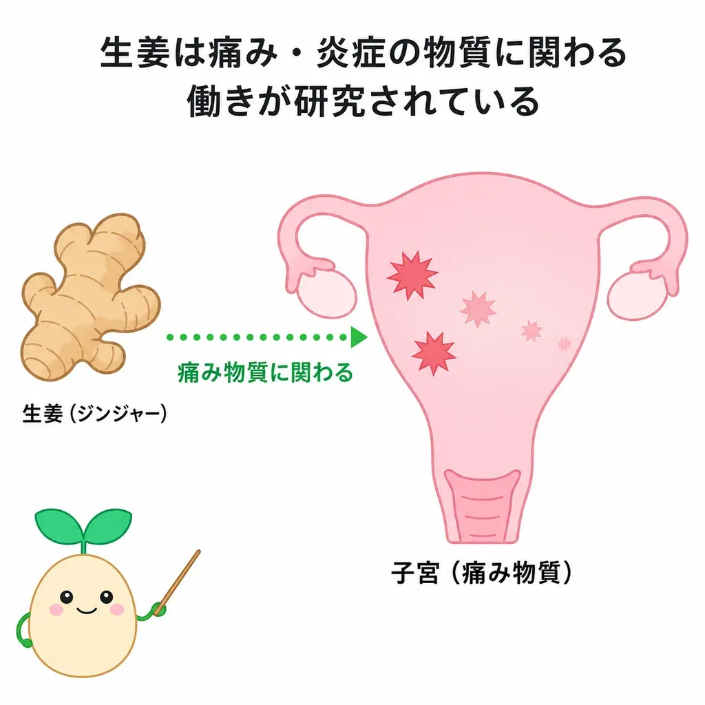 生姜が痛み・炎症に関わる物質の働きをおさえることが研究され、生理痛との関係が調べられているイメージ
