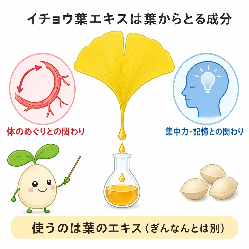 イチョウ葉が体の中でどんなはたらきに関わるかをやさしく示した図