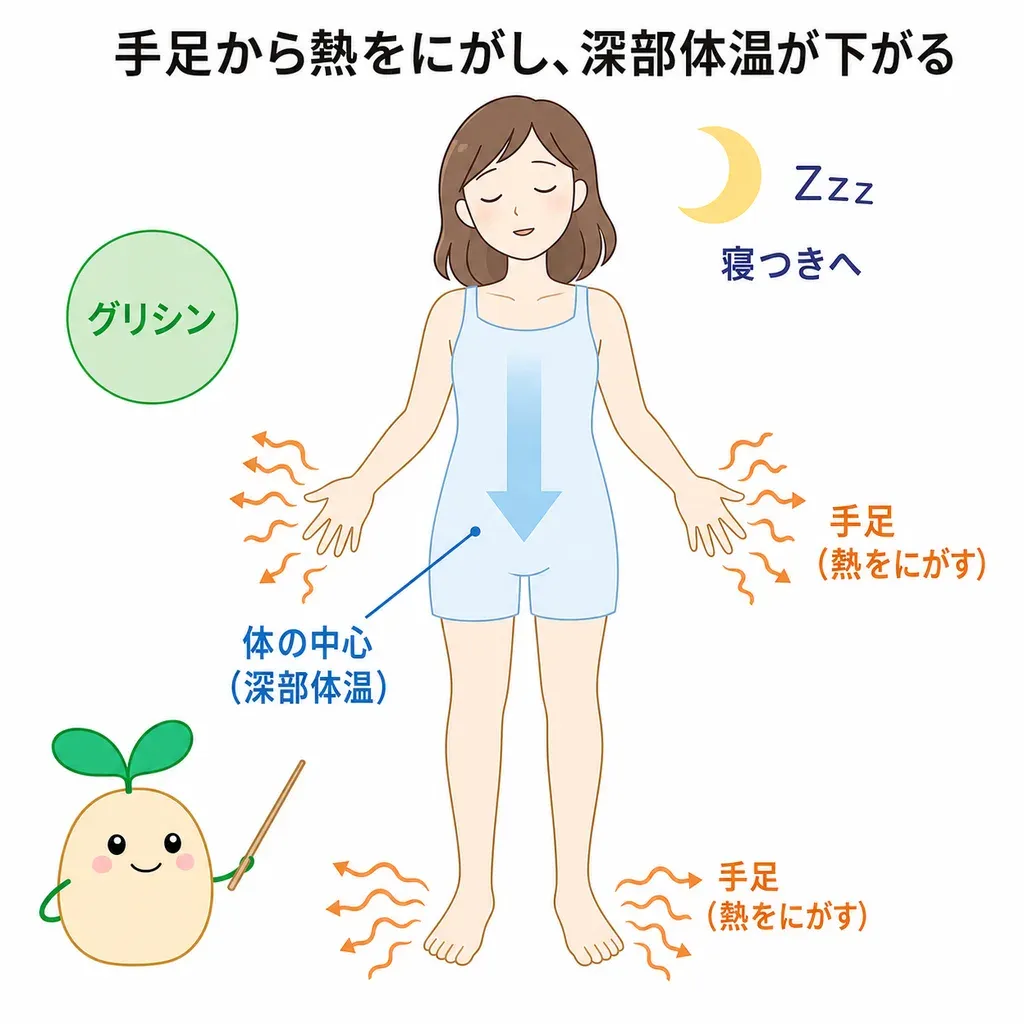 グリシンが手足の血流を増やし、深部体温を下げて入眠を後押しするイメージ