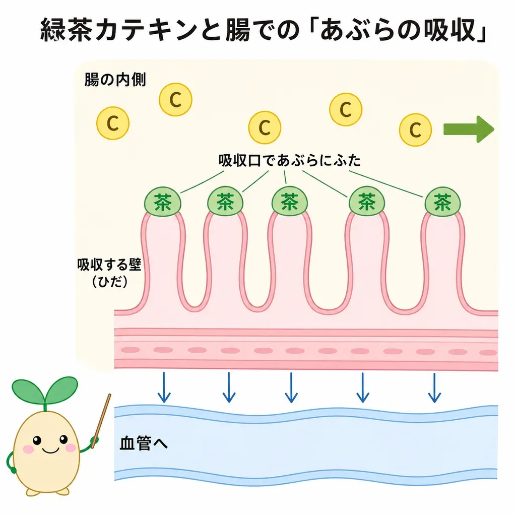 緑茶カテキンが腸でのコレステロールの吸収をおだやかに抑え、血中コレステロールの低下に関わるイメージ