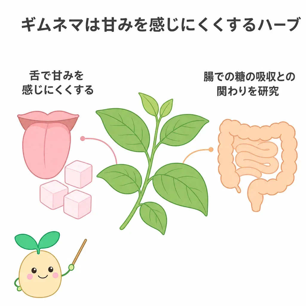 ギムネマが体の中でどんなはたらきに関わるかをやさしく示した図