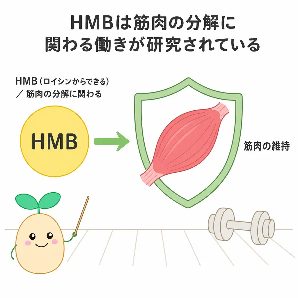 HMBが筋肉の分解を抑える働きを支える一方、運動への上乗せ効果は研究でもはっきりしないことを示すイメージ