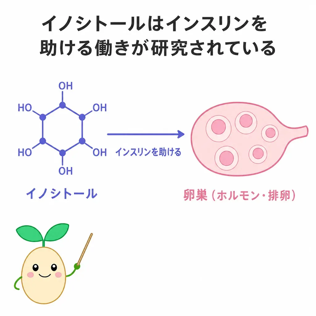 イノシトールがインスリンの働きを助けることが研究され、PCOSのホルモン・排卵との関係が調べられているイメージ