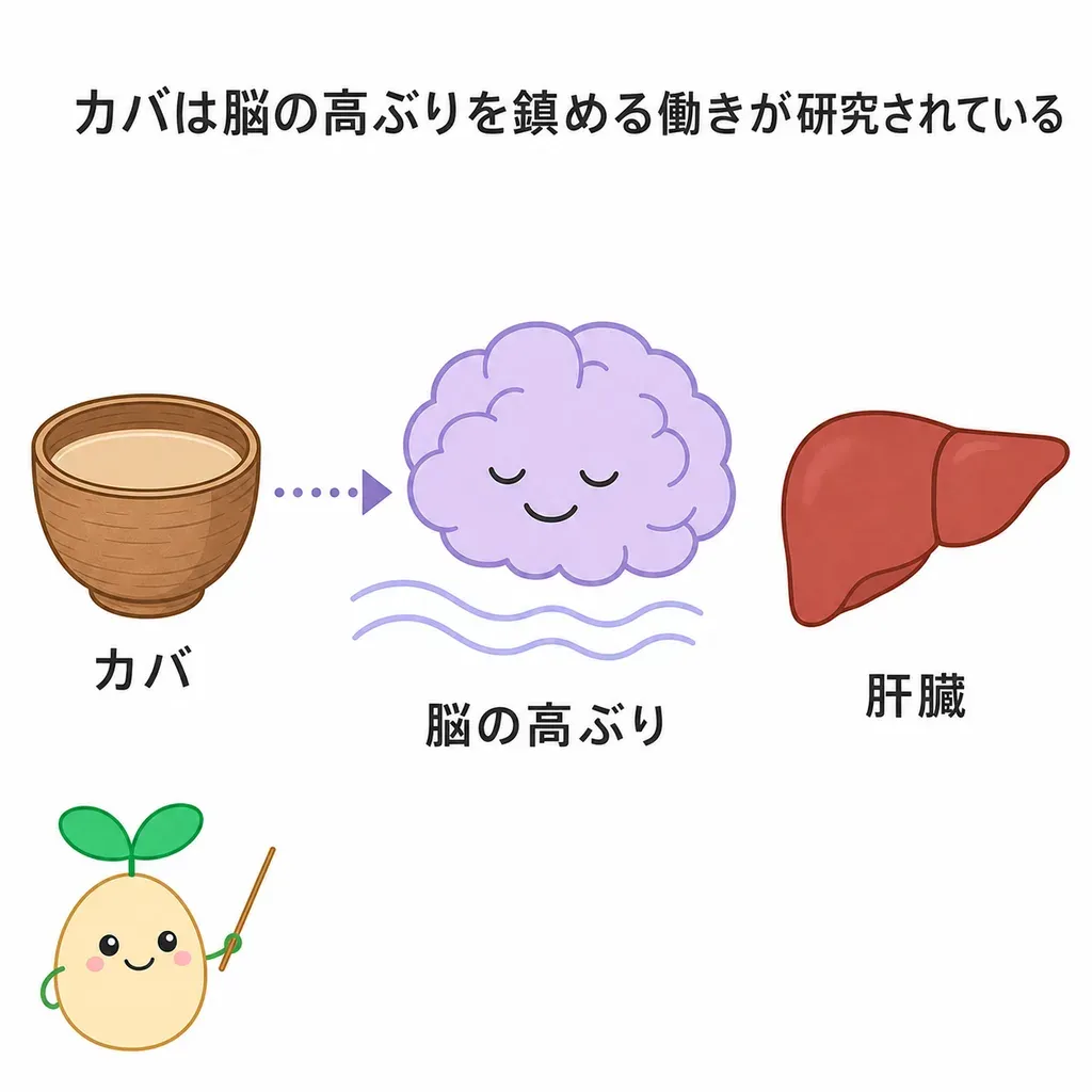 カバが脳の高ぶりを鎮め不安をめぐって研究される一方、肝臓を傷める危険があり注意が最優先であることを示すイメージ