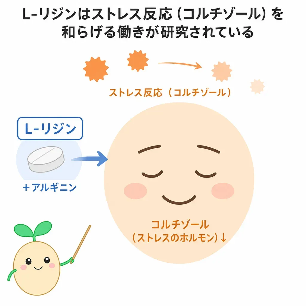 L-リジンが（多くはアルギニンと一緒に）ストレスに関わるホルモン（コルチゾール）や不安を和らげることが研究される一方、研究は小規模で併用が中心であることを示すイメージ