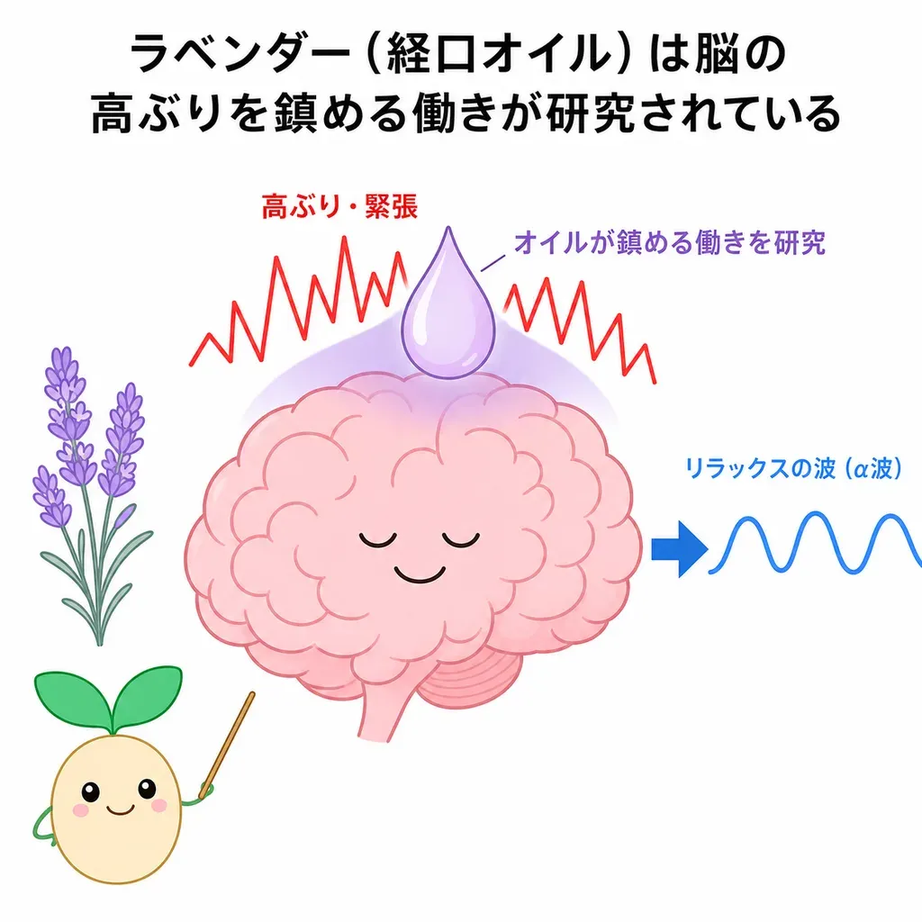 ラベンダー(とくに経口のオイル)が脳の高ぶりを鎮める働きで研究され、不安・緊張との関係が調べられているイメージ