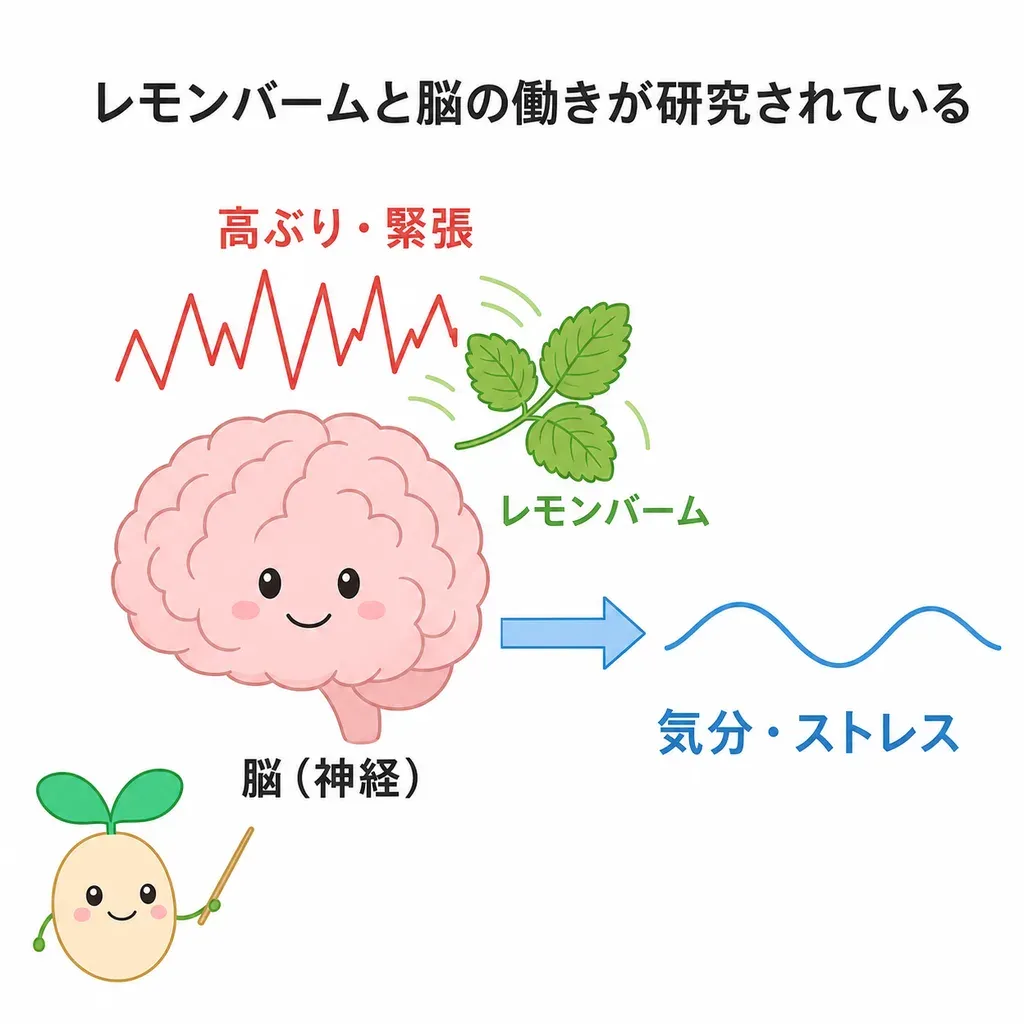 レモンバームが脳の高ぶりを鎮める働きで研究され、気分・ストレスとの関係が調べられている(効果は穏やか)イメージ