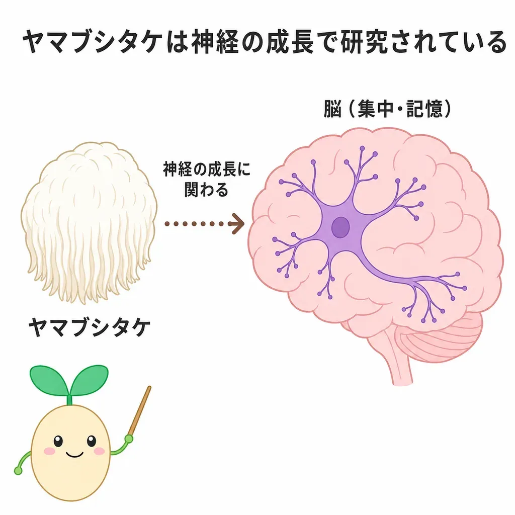 ライオンズメイン（ヤマブシタケ）が神経の成長に関わると研究され、記憶や気分など頭の働きへの良い報告がある一方、ヒトでの研究は小規模なものが多いことを示すイメージ