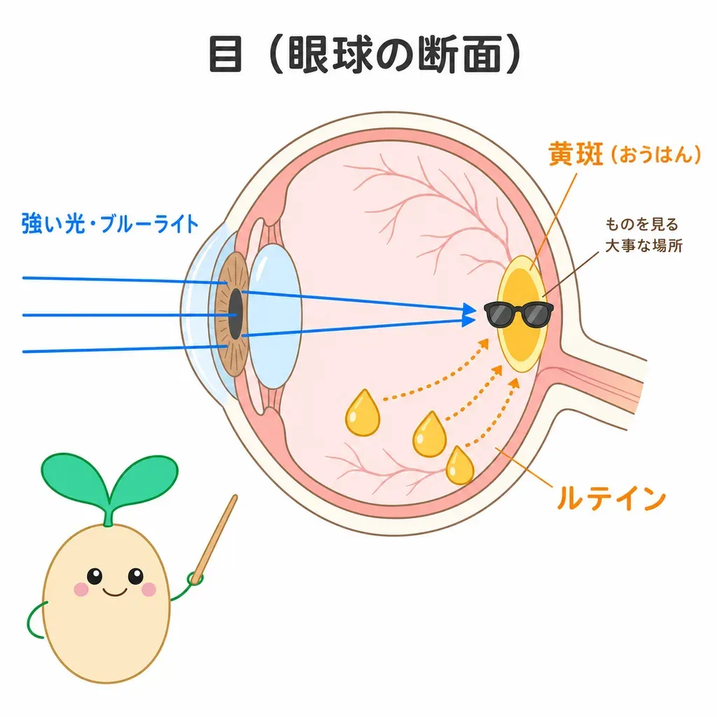 ルテインが黄斑に集まり、強い光を吸収・抗酸化して目を守る『天然のサングラス』のイメージ