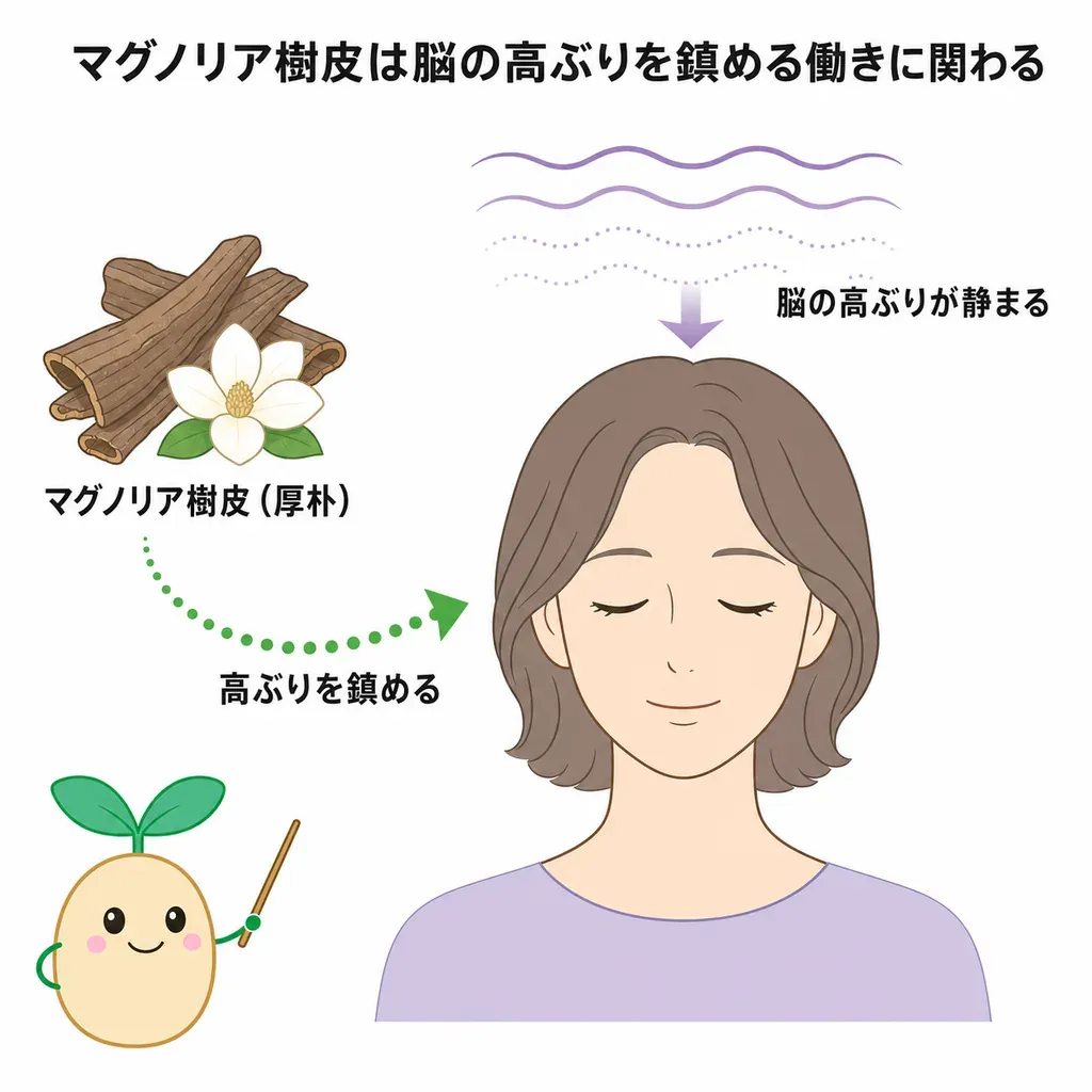マグノリア樹皮（ホノキオール）が脳の高ぶりを鎮める働きをめぐって研究される一方、ヒトでの研究は小規模で裏づけが限られていることを示すイメージ