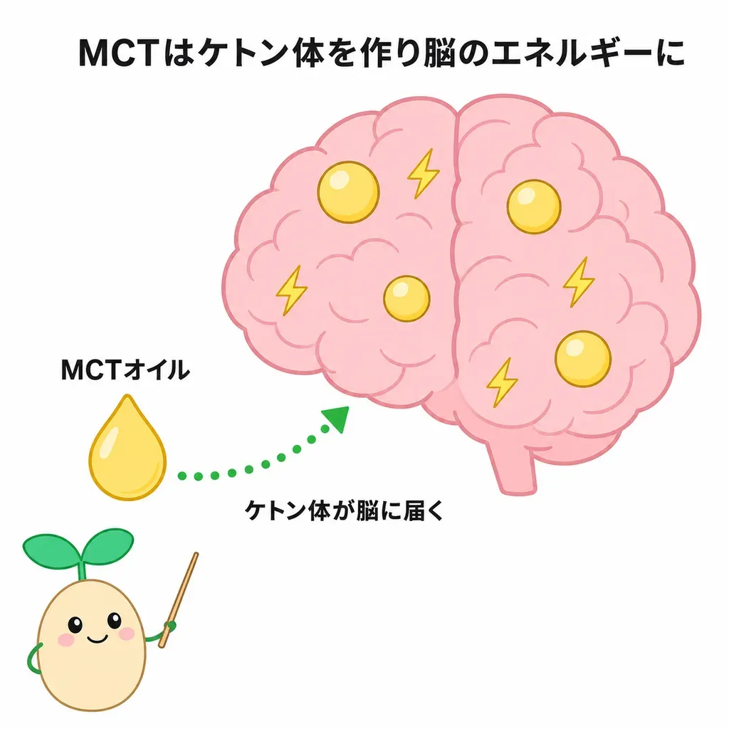 MCTオイル(中鎖脂肪酸)が肝臓でケトン体を作り、脳のエネルギー源になることが研究され、もの忘れが気になる人で良い報告がある一方、健康な人での上乗せは不明であることを示すイメージ
