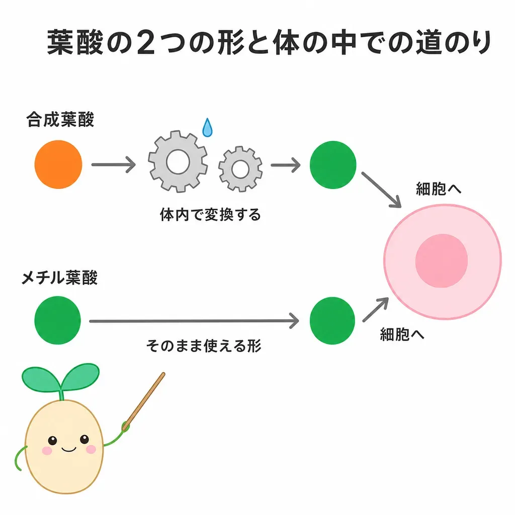 合成葉酸は体内で変換をへて使える形になり、メチル葉酸ははじめから使える形で細胞へ届くイメージ