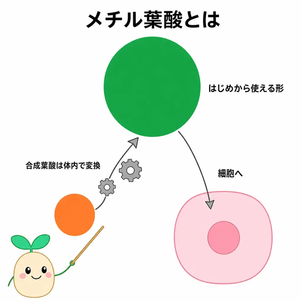 メチル葉酸が体の中でどんなはたらきに関わるかをやさしく示した図
