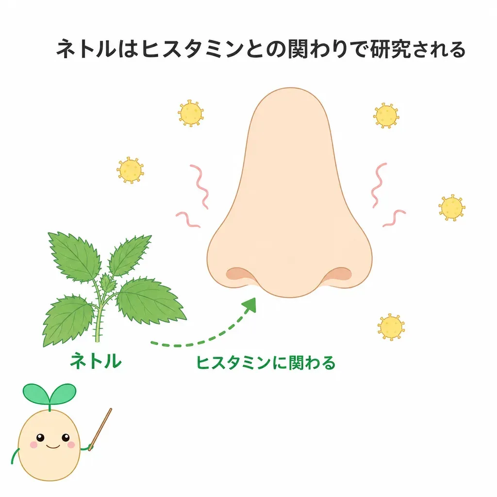ネトル(イラクサ)がアレルギーに関わる物質(ヒスタミン)をめぐって研究され、花粉症の鼻の症状が和らぐとの報告がある一方、研究は小規模で裏づけが限られていることを示すイメージ