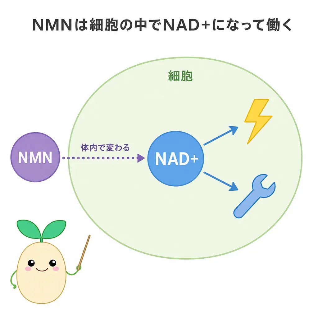 NMNが体内でNAD+のもとになり、加齢で減るNAD+を補えるかが研究されているイメージ(ヒトでの抗老化の裏づけは初期段階)