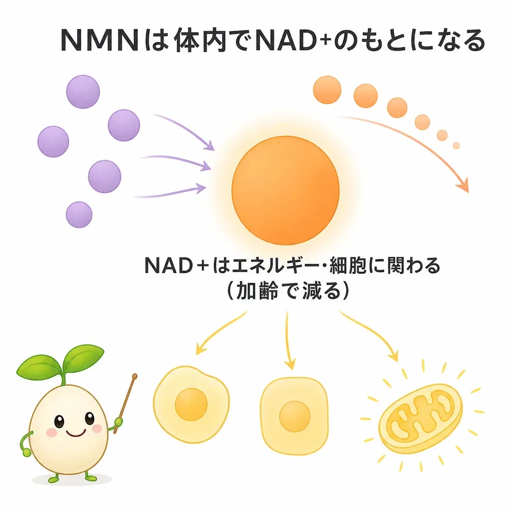 NMNが体の中でどんなはたらきに関わるかをやさしく示した図