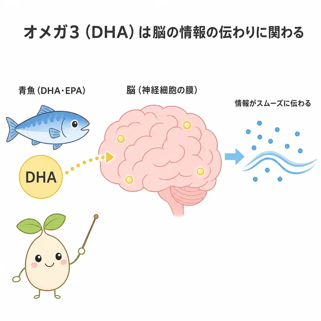 DHAが脳の神経細胞の膜の材料になり、情報の伝わりを支えるイメージ
