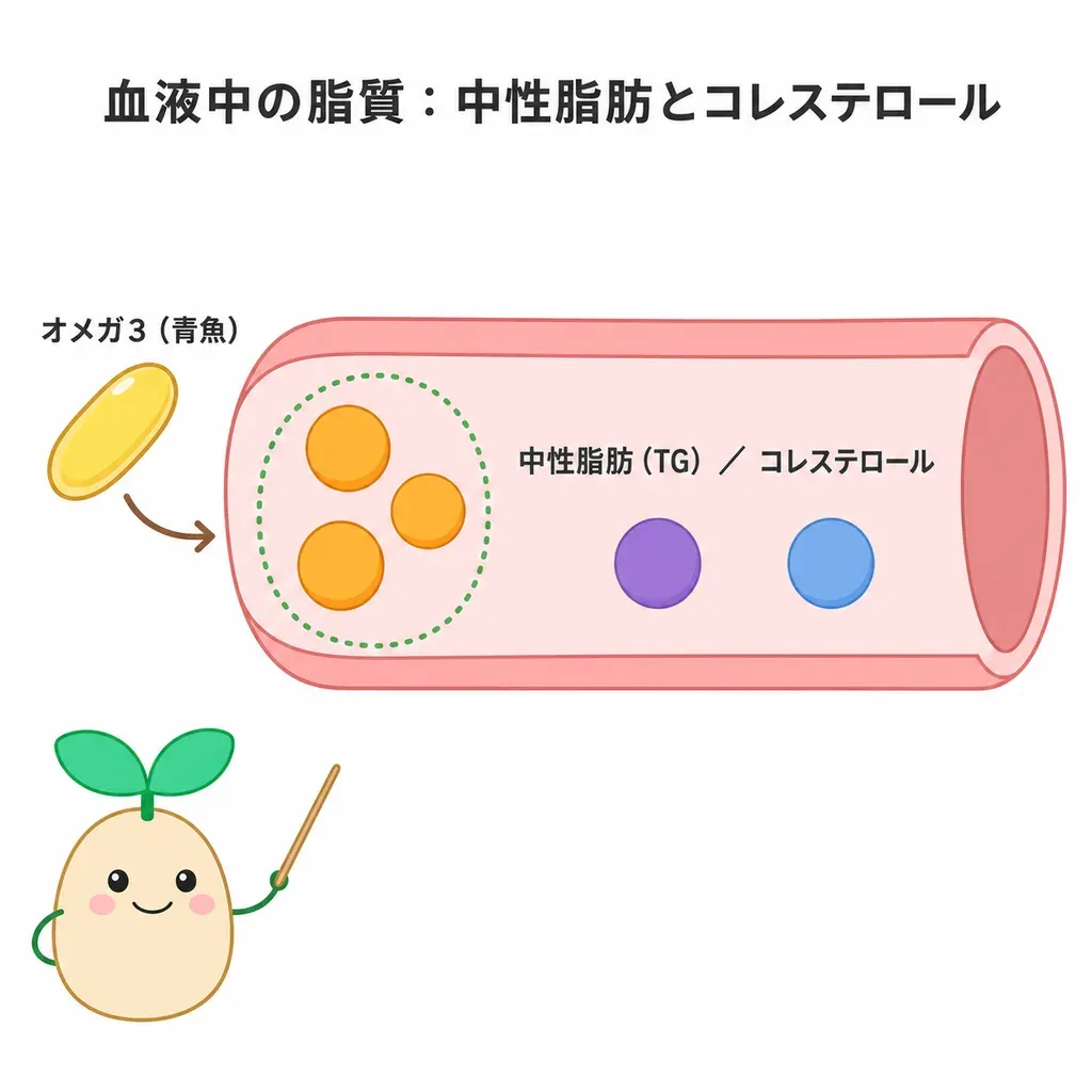 オメガ3が血液中の脂質(とくに中性脂肪)のバランスに関わるイメージ