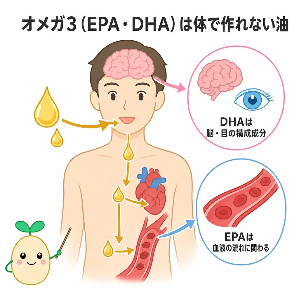 オメガ3(EPA・DHA)が体の中でどんなはたらきに関わるかをやさしく示した図