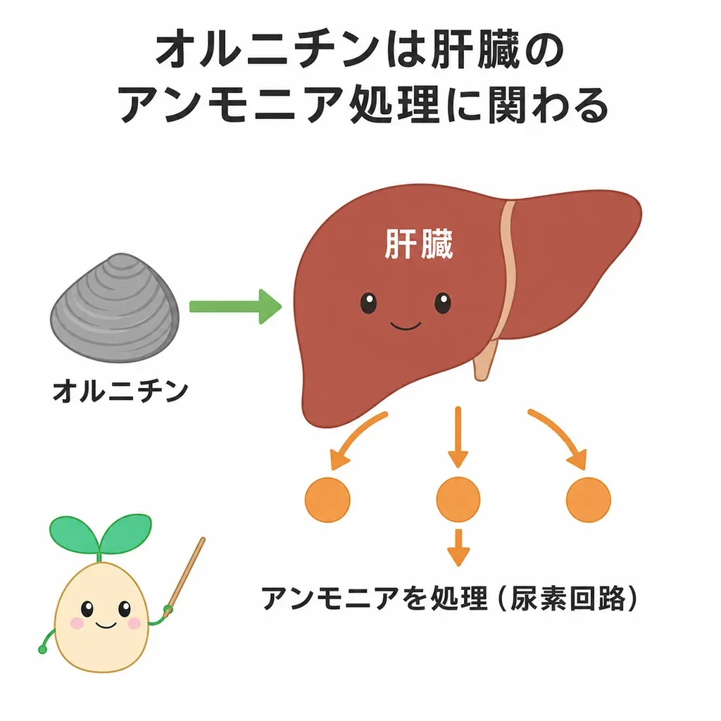 オルニチンが肝臓のアンモニア処理(尿素回路)に関わる一方、健康な人での効果の証拠は限られることを示すイメージ