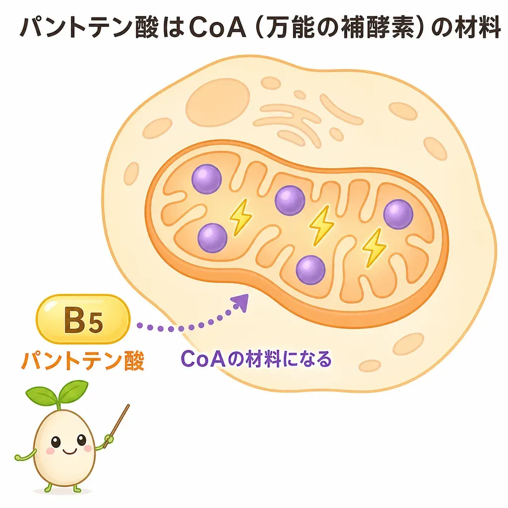 パントテン酸(ビタミンB5)が体内でコエンザイムA(CoA)の材料になり、CoAが脂質や糖質をエネルギーに変える多くの反応で『万能の補酵素』として働くこと、ただし多くの食品に広く含まれ不足はまれであることを示すイメージ